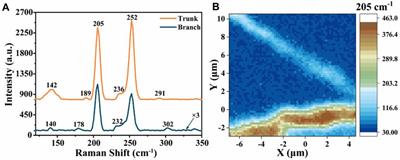 Surface-enhanced Raman spectroscopic activity study on topological ZnSe nanostructures